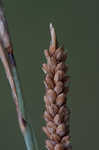 Heath sedge